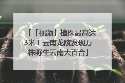 「视频」植株最高达3米！云南龙陵发现万株野生云南大百合