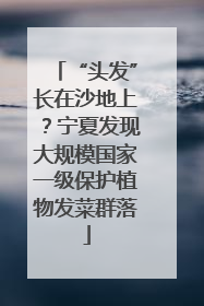 “头发”长在沙地上？宁夏发现大规模国家一级保护植物发菜群落