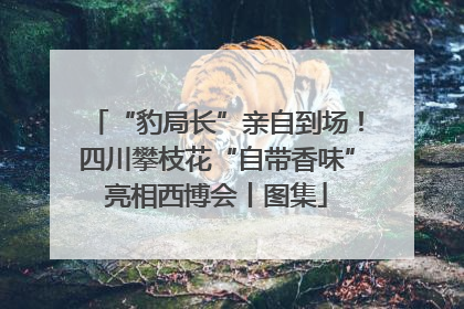 “豹局长”亲自到场！四川攀枝花“自带香味”亮相西博会丨图集
