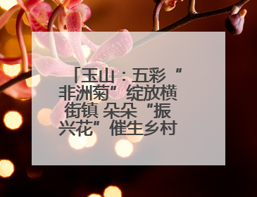 玉山：五彩“非洲菊”绽放横街镇 朵朵“振兴花”催生乡村共富图景