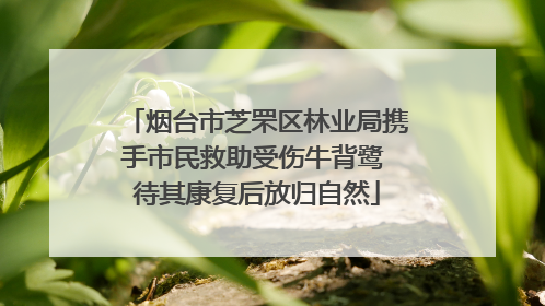 烟台市芝罘区林业局携手市民救助受伤牛背鹭 待其康复后放归自然