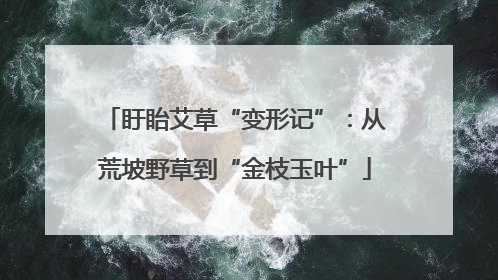 盱眙艾草“变形记”：从荒坡野草到“金枝玉叶”