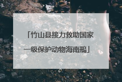 竹山县接力救助国家一级保护动物海南鳽