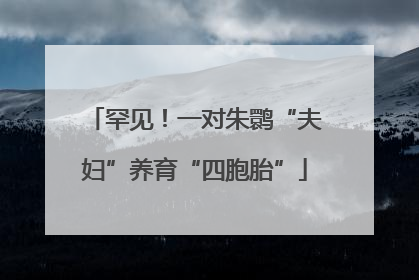 罕见！一对朱鹮“夫妇”养育“四胞胎”