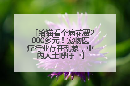 给猫看个病花费2000多元！宠物医疗行业存在乱象，业内人士呼吁→