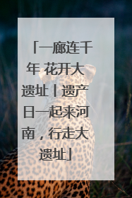一廊连千年 花开大遗址丨遗产日一起来河南，行走大遗址