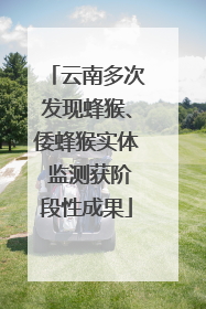 云南多次发现蜂猴、倭蜂猴实体 监测获阶段性成果