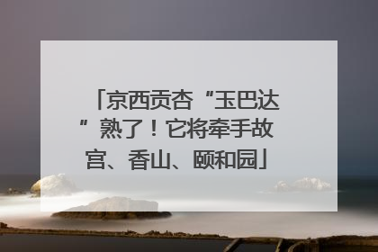 京西贡杏“玉巴达”熟了！它将牵手故宫、香山、颐和园