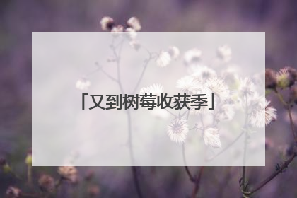 又到树莓收获季