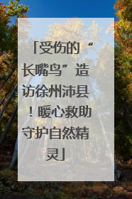 受伤的“长嘴鸟”造访徐州沛县！暖心救助守护自然精灵