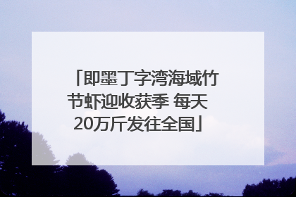 即墨丁字湾海域竹节虾迎收获季 每天20万斤发往全国