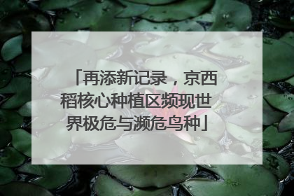 再添新记录，京西稻核心种植区频现世界极危与濒危鸟种