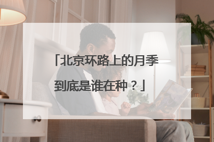 北京环路上的月季到底是谁在种？