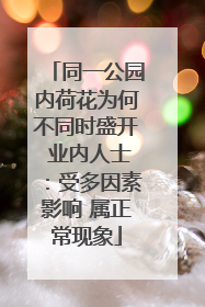 同一公园内荷花为何不同时盛开 业内人士：受多因素影响 属正常现象