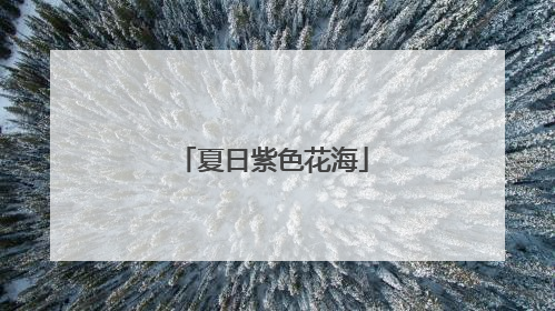 夏日紫色花海