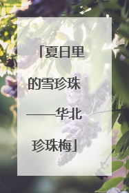 夏日里的雪珍珠——华北珍珠梅