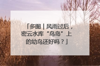 多图｜风雨过后，密云水库“鸟岛”上的幼鸟还好吗？