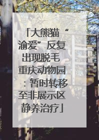 大熊猫“渝爱”反复出现脱毛 重庆动物园：暂时转移至非展示区静养治疗