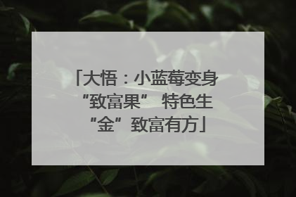 大悟：小蓝莓变身“致富果” 特色生“金”致富有方