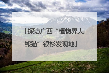 探访广西“植物界大熊猫”银杉发现地