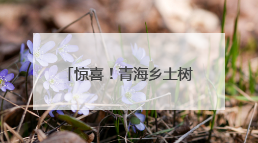 惊喜！青海乡土树种中提取出护肤品