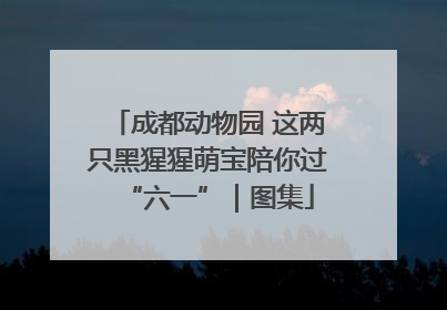 成都动物园 这两只黑猩猩萌宝陪你过“六一”｜图集