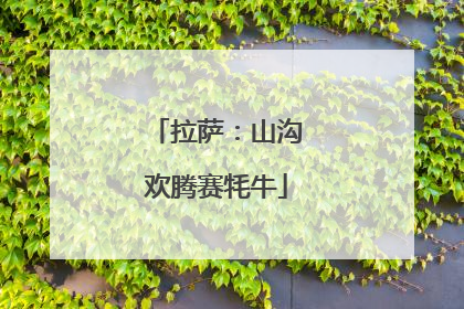 拉萨：山沟欢腾赛牦牛