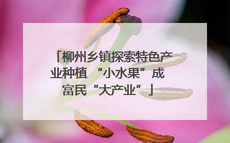 柳州乡镇探索特色产业种植 “小水果”成富民“大产业”