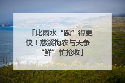 比雨水“跑”得更快！慈溪梅农与天争“鲜”忙抢收
