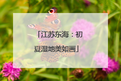 江苏东海：初夏湿地美如画