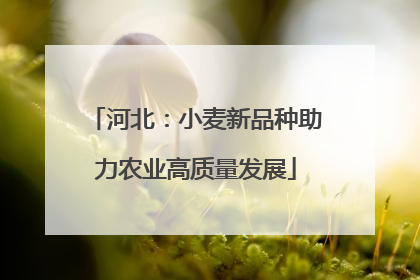 河北：小麦新品种助力农业高质量发展
