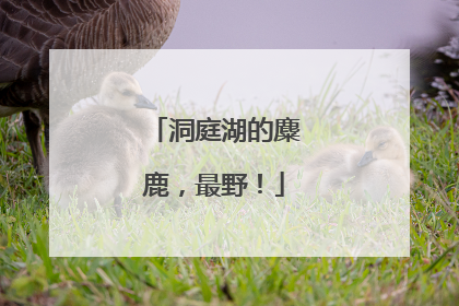 洞庭湖的麋鹿，最野！