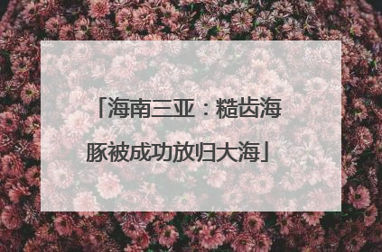 海南三亚：糙齿海豚被成功放归大海