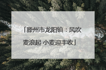 滕州市龙阳镇：风吹麦浪起 小麦迎丰收