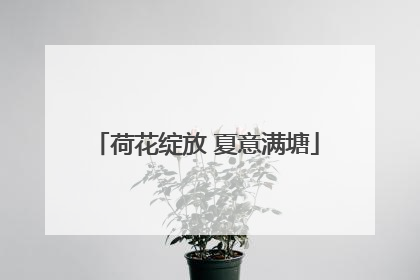 荷花绽放 夏意满塘