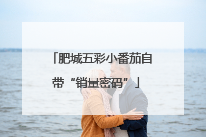 肥城五彩小番茄自带“销量密码”
