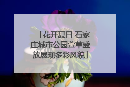 花开夏日 石家庄城市公园萱草盛放展现多彩风貌