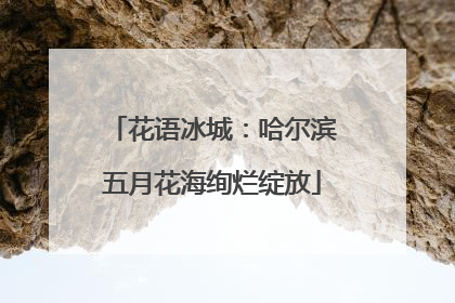 花语冰城：哈尔滨五月花海绚烂绽放