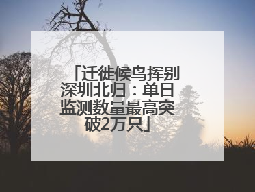 迁徙候鸟挥别深圳北归：单日监测数量最高突破2万只