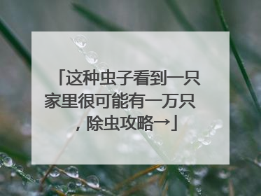这种虫子看到一只家里很可能有一万只，除虫攻略→