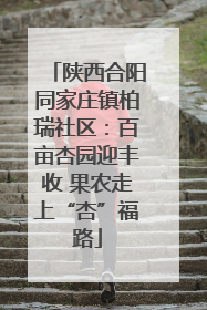 陕西合阳同家庄镇柏瑞社区：百亩杏园迎丰收 果农走上“杏”福路