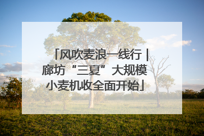 风吹麦浪一线行｜廊坊“三夏”大规模小麦机收全面开始