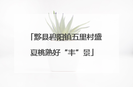 黟县碧阳镇五里村盛夏桃熟好“丰”景