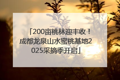 200亩桃林迎丰收！成都龙泉山水蜜桃基地2025采摘季开启